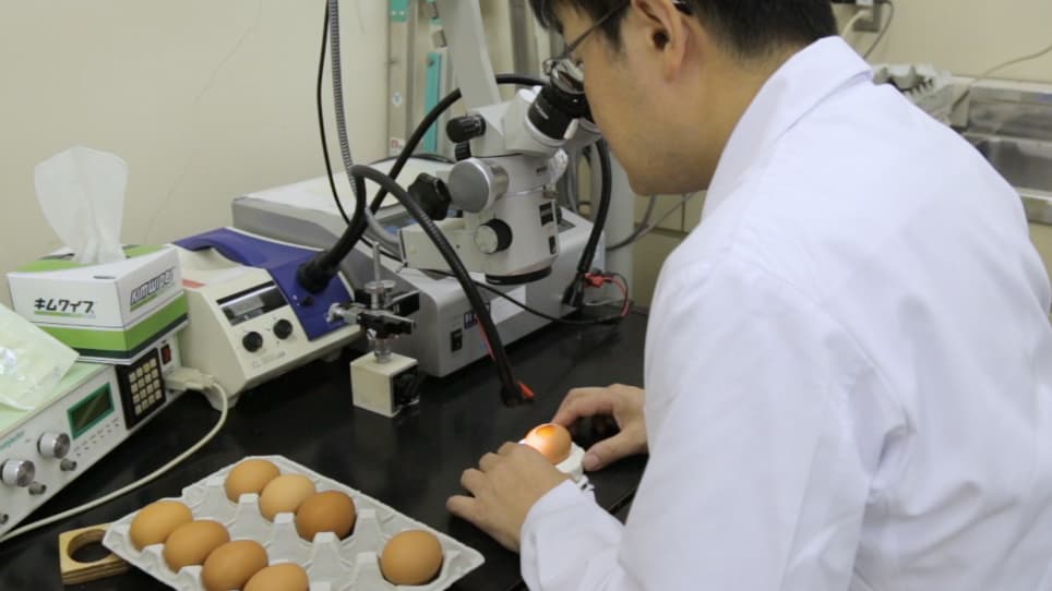Visualization of Tangential Cell Migration in the Developing Chick Optic Tectum