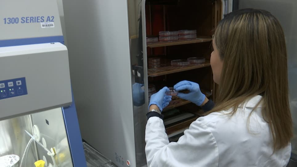 Ex Vivo Corneal Organ Culture Model for Wound Healing Studies