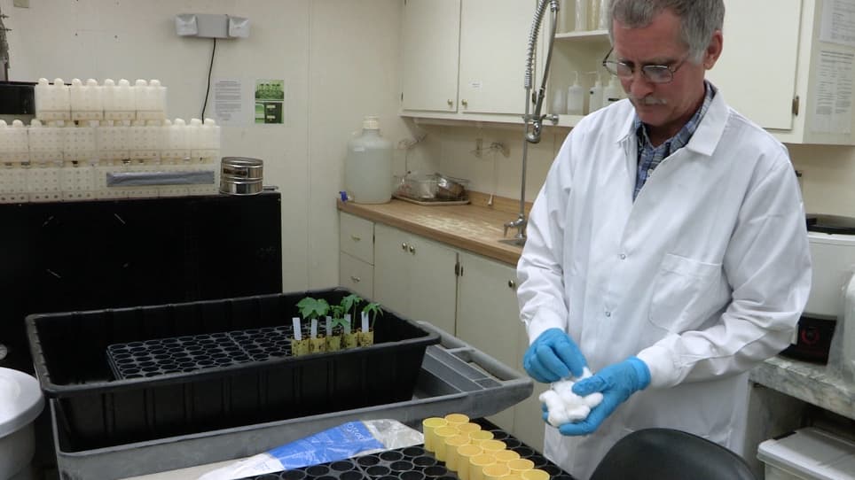 Screening Cotton Genotypes for Reniform Nematode Resistance