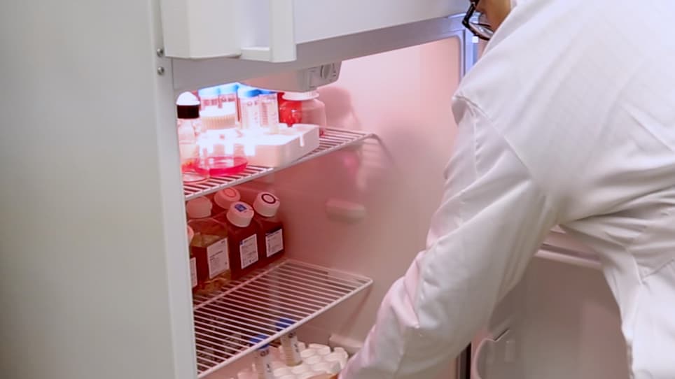 Estimation of Nephron Number in Whole Kidney using the Acid Maceration Method