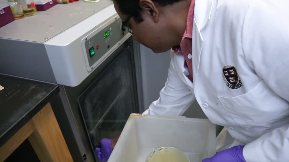 Listeria monocytogenes Infection of the Brain