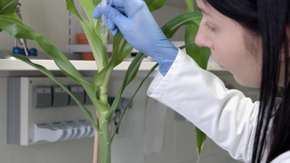 Using Ustilago maydis as a Trojan Horse for In Situ Delivery of Maize Proteins