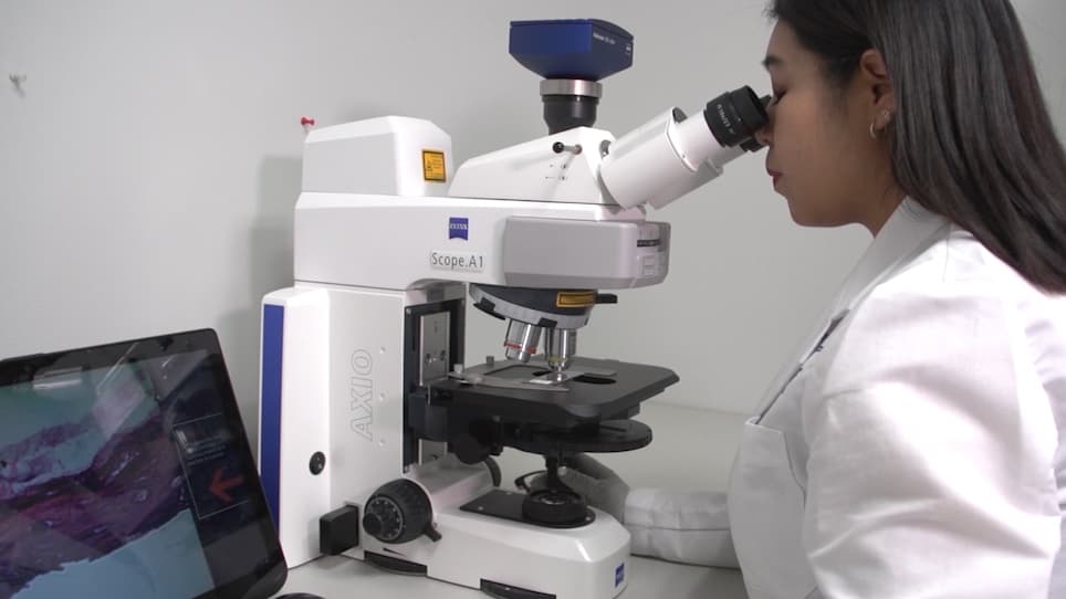 Measuring Bone Remodeling and Recreating the Tumor-Bone Microenvironment Using Calvaria Co-culture and Histomorphometry