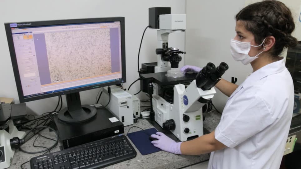 Effect of Anti-c-fms Antibody on Osteoclast Formation and Proliferation of Osteoclast Precursor In Vitro
