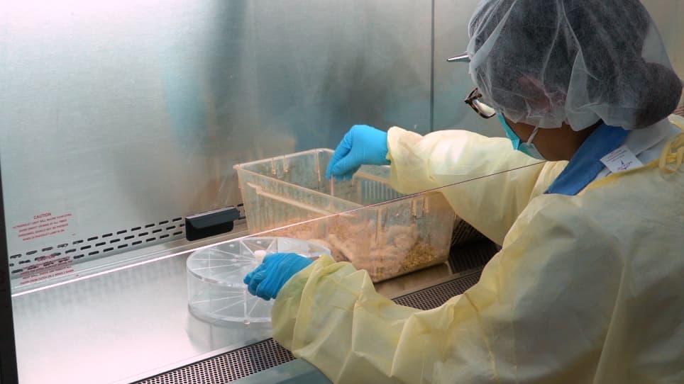 Induction and Scoring of Graft-Versus-Host Disease in a Xenogeneic Murine Model and Quantification of Human T Cells in Mouse Tissues using Digital PCR