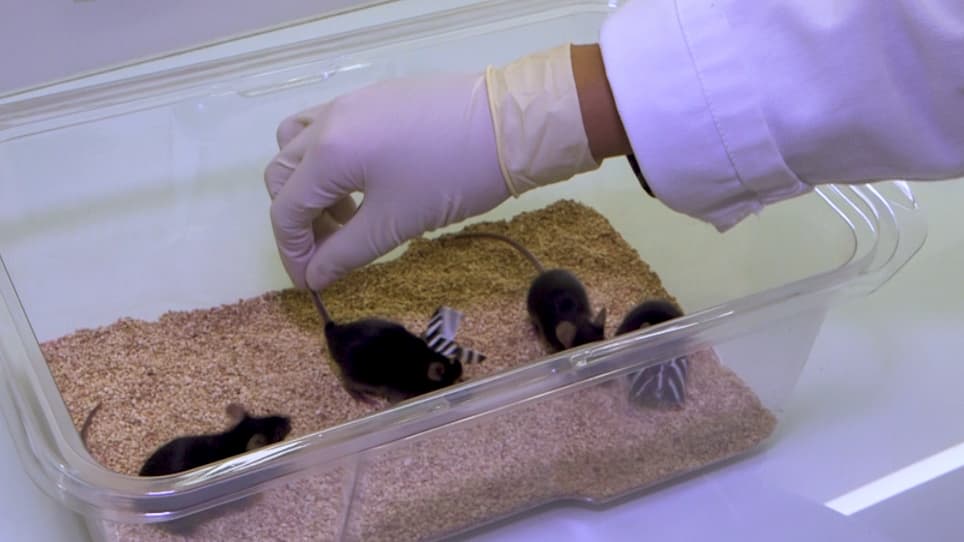 Long-term Sensory Conflict in Freely Behaving Mice