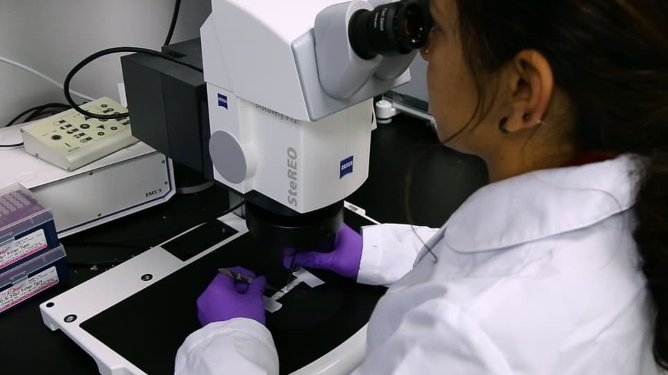 Seeding and Implantation of a Biosynthetic Tissue-engineered Tracheal Graft in a Mouse Model