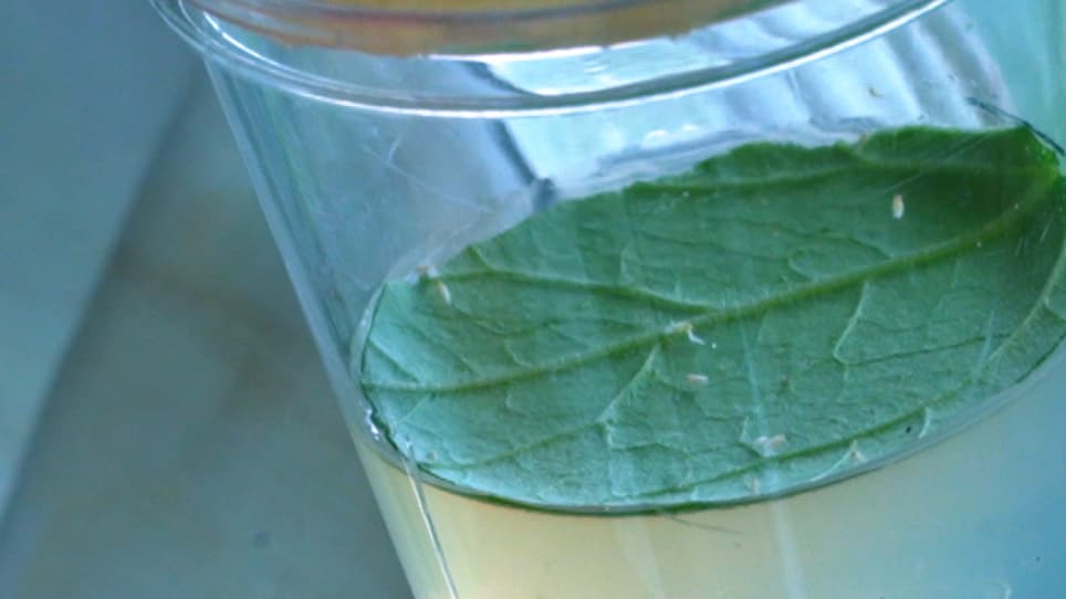 Determining the Egg Fertilization Rate of Bemisia tabaci Using a Cytogenetic Technique