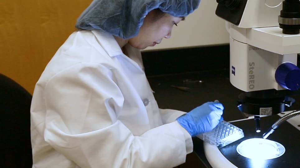 Assessment and Characterization of Hyaloid Vessels in Mice