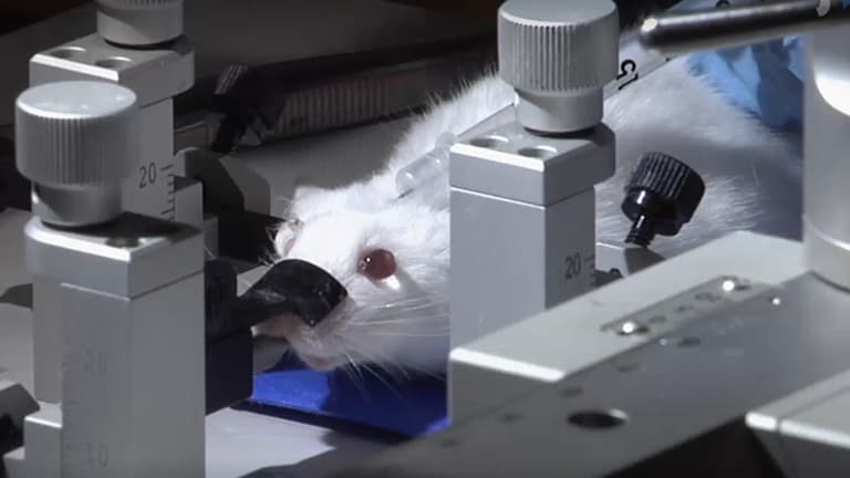 Electrophoretic Delivery of γ-aminobutyric Acid (GABA) into Epileptic Focus Prevents Seizures in Mice