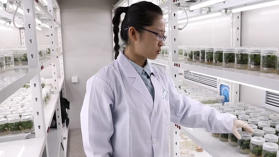 Study on the Metabolism of Six Systemic Insecticides in a Newly Established Cell Suspension Culture Derived from Tea (Camellia Sinensis L.) Leaves