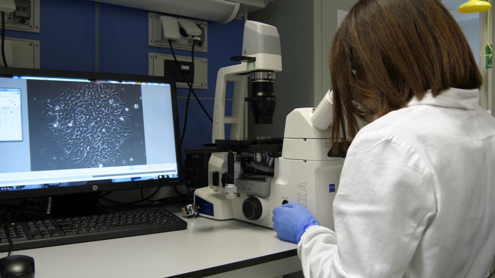 Conversion of Human Induced Pluripotent Stem Cells (iPSCs) into Functional Spinal and Cranial Motor Neurons Using PiggyBac Vectors