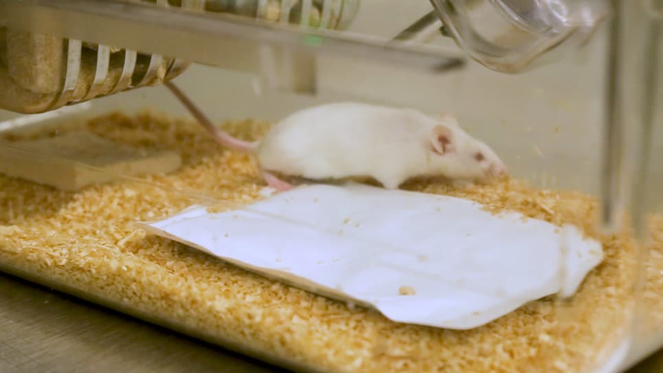 Modeling Breast Cancer via an Intraductal Injection of Cre-expressing Adenovirus into the Mouse Mammary Gland