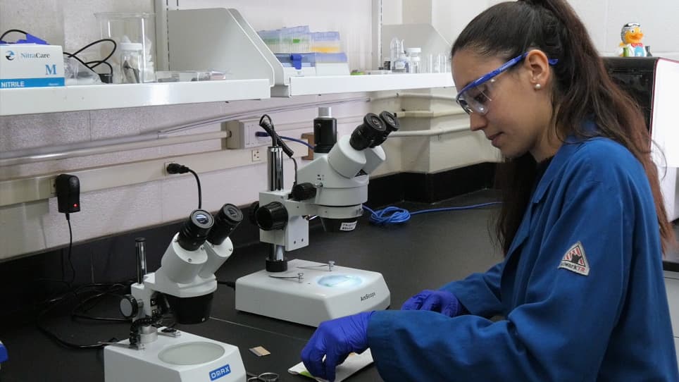 Gold Nanoparticle Modified Carbon Fiber Microelectrodes for Enhanced Neurochemical Detection