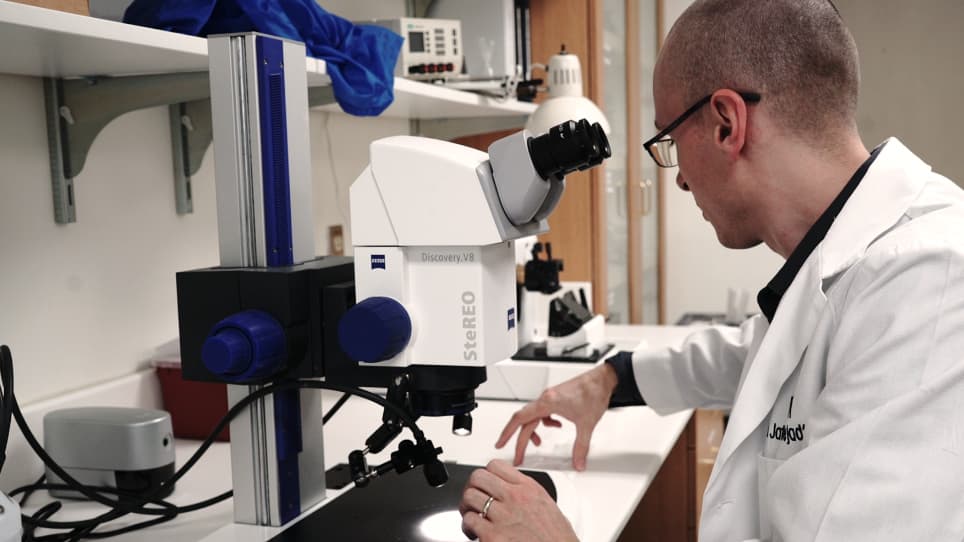 Determining Bile Duct Density in the Mouse Liver