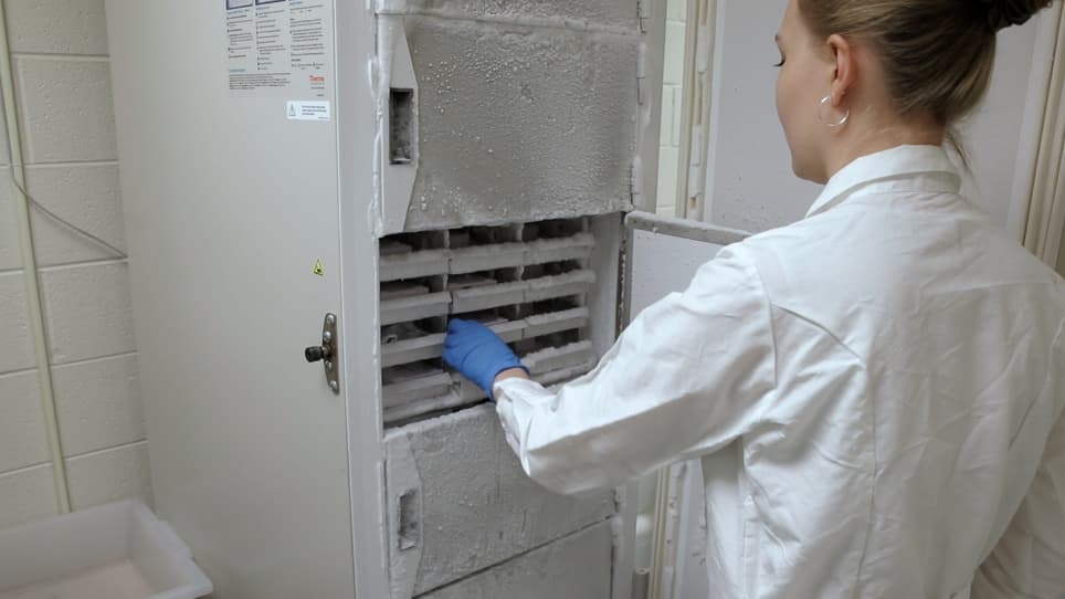 Using Near-infrared Fluorescence and High-resolution Scanning to Measure Protein Expression in the Rodent Brain