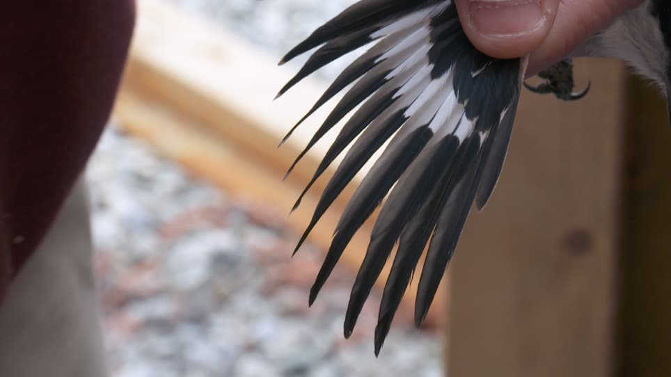 Visually Sexing Loggerhead Shrike (Lanius Ludovicianus) Using Plumage Coloration and Pattern