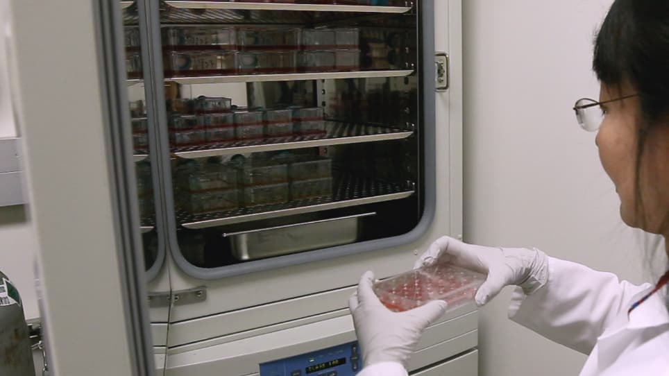 Experimental Analysis of Apoptotic Thymocyte Engulfment by Macrophages