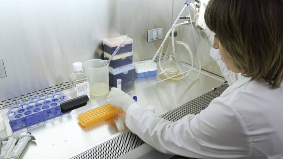 Isolation, Transfection, and Culture of Primary Human Monocytes