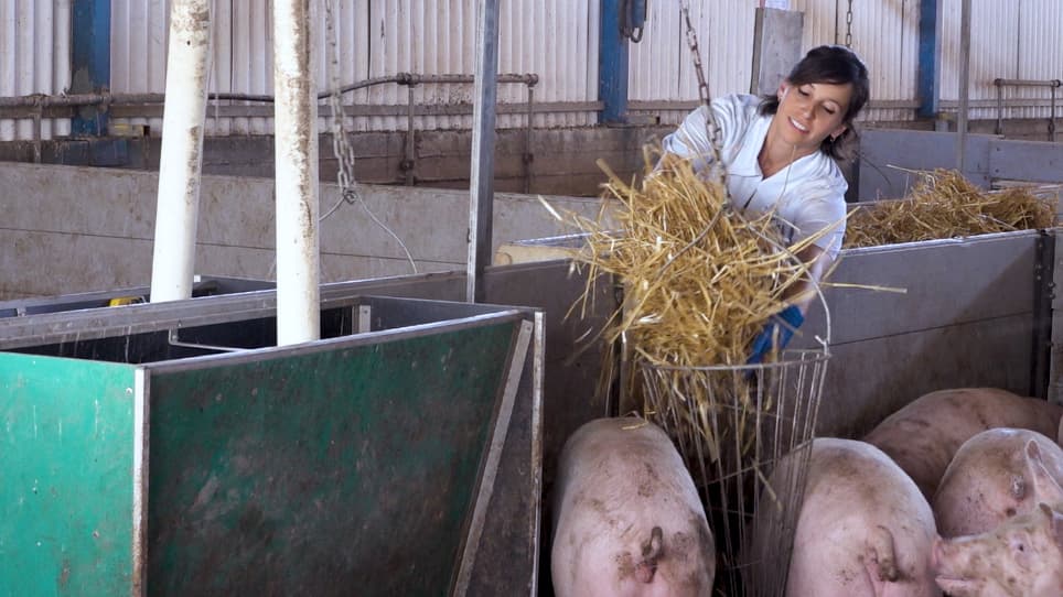 Providing Meaningful Environmental Enrichment and Measuring Saliva Cortisol in Pigs Housed on Slatted Flooring