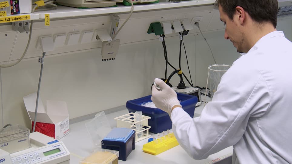 Highly Efficient Transfection of Primary Macrophages with In Vitro Transcribed mRNA