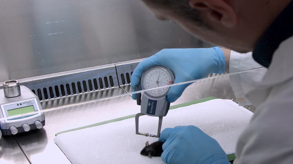 Infecting Mice with <em>Malassezia</em> spp. to Study the Fungus-Host Interaction