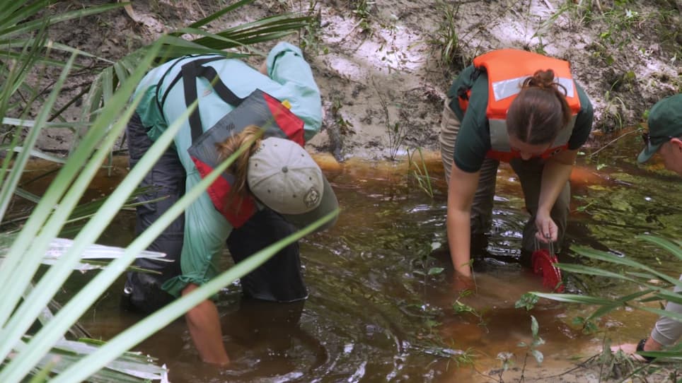Standardizing a Non-Lethal Method for Characterizing the Reproductive Status and Larval Development of Freshwater Mussels Bivalvia: Unionida