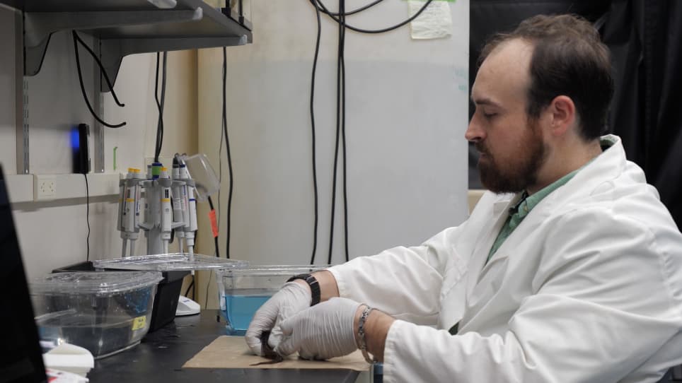 Silencing the Spark: CRISPR/Cas9 Genome Editing in Weakly Electric Fish