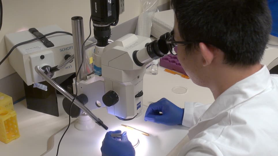 Cochlear Surface Preparation in the Adult Mouse