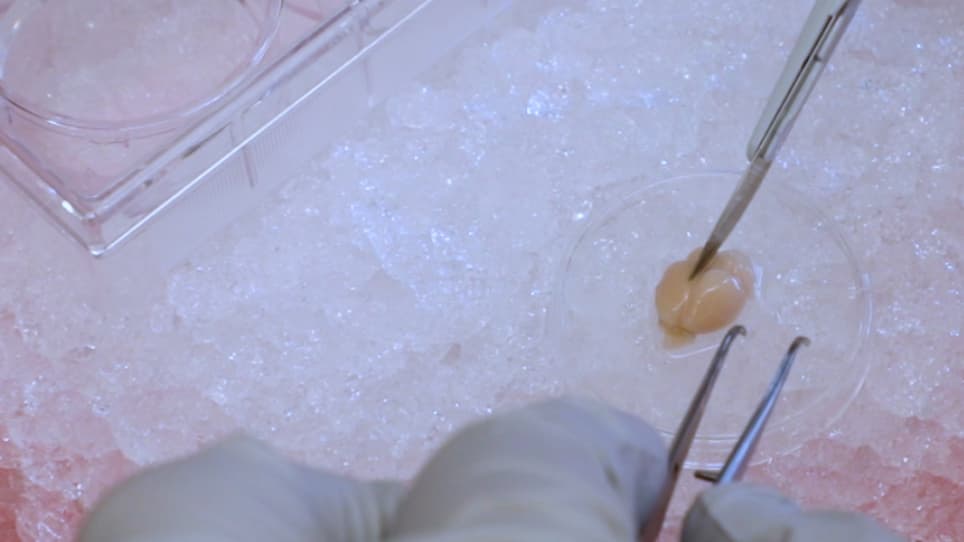 Simultaneous Flow Cytometric Characterization of Multiple Cell Types Retrieved from Mouse Brain/Spinal Cord Through Different Homogenization Methods