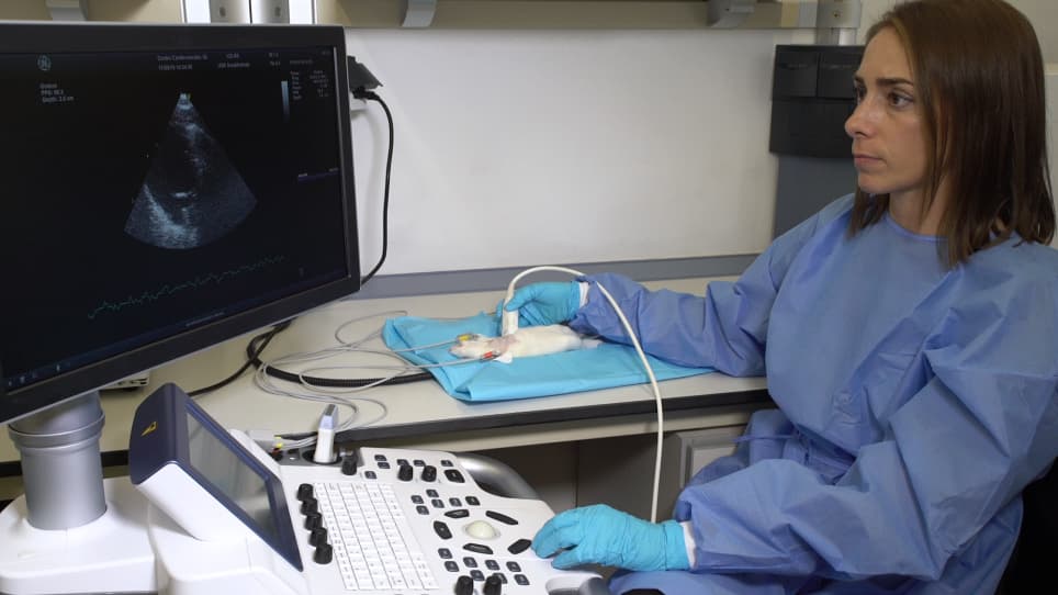 Echocardiographic Assessment of Cardiac Anatomy and Function in Adult Rats