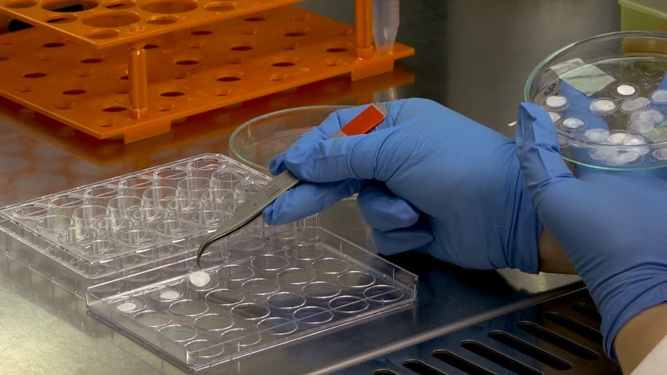 Increasing Durability of Dissociated Neural Cell Cultures Using Biologically Active Coralline Matrix