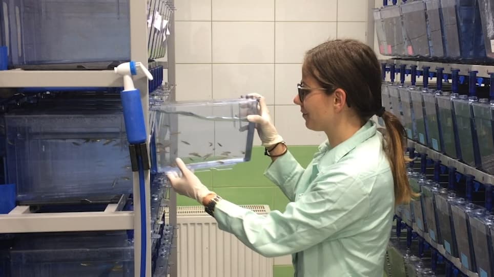 Using Tg(Vtg1:mcherry) Zebrafish Embryos to Test the Estrogenic Effects of Endocrine Disrupting Compounds