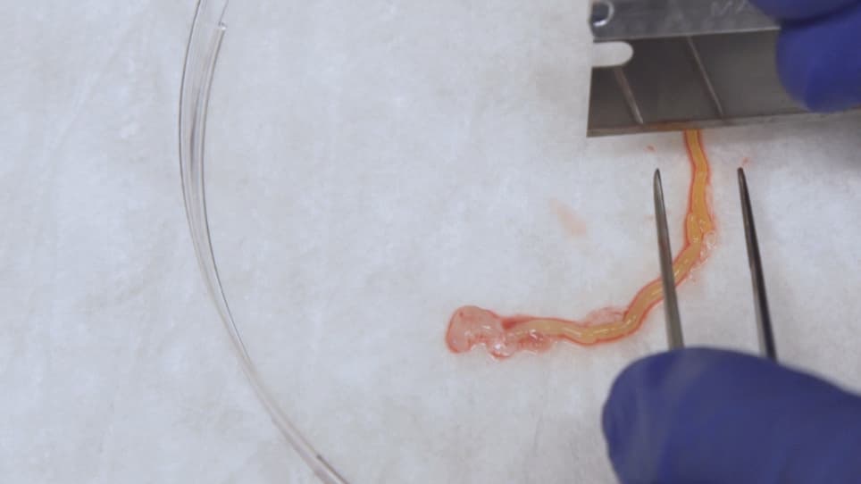 Recapitulating Suckling-to-Weaning Transition In Vitro using Fetal Intestinal Organoids