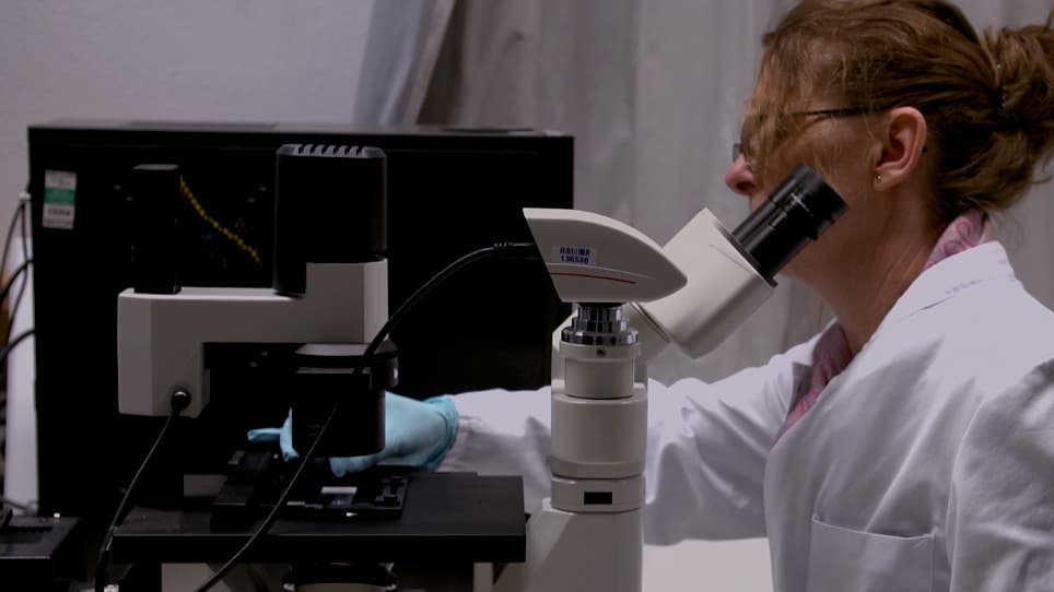Development of a Noninvasive, Laser-Assisted Experimental Model of Corneal Endothelial Cell Loss