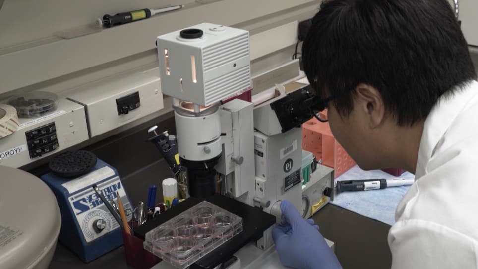 Efficient Neural Differentiation using Single-Cell Culture of Human Embryonic Stem Cells