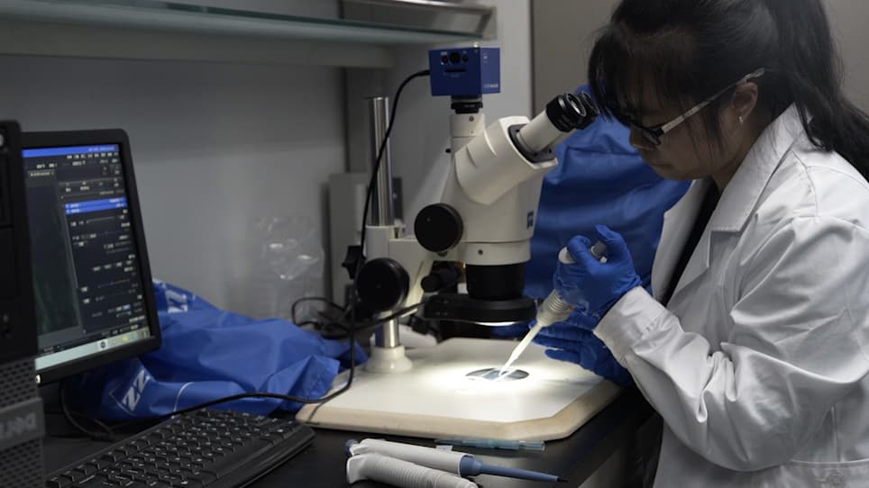 Localization and Quantification of Begomoviruses in Whitefly Tissues by Immunofluorescence and Quantitative PCR