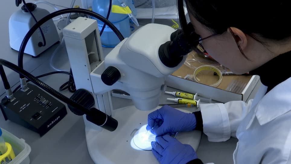 LarvaSPA, A Method for Mounting Drosophila Larva for Long-Term Time-Lapse Imaging