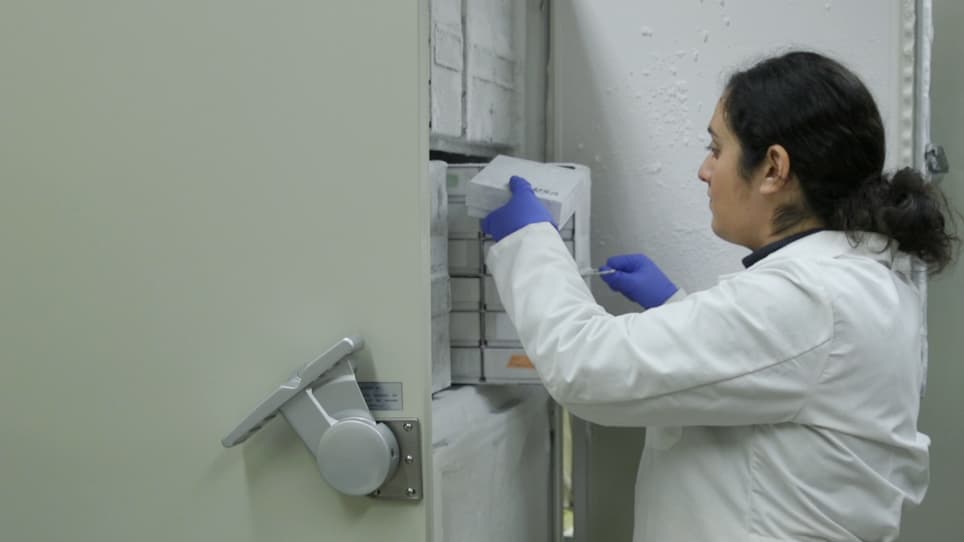 RiboTag Immunoprecipitation in the Germ Cells of the Male Mouse