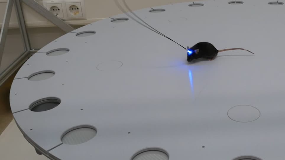 Optogenetic Manipulation of Neuronal Activity to Modulate Behavior in Freely Moving Mice