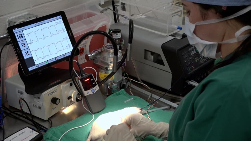 An Image Guided Transapical Mitral Valve Leaflet Puncture Model of Controlled Volume Overload from Mitral Regurgitation in the Rat