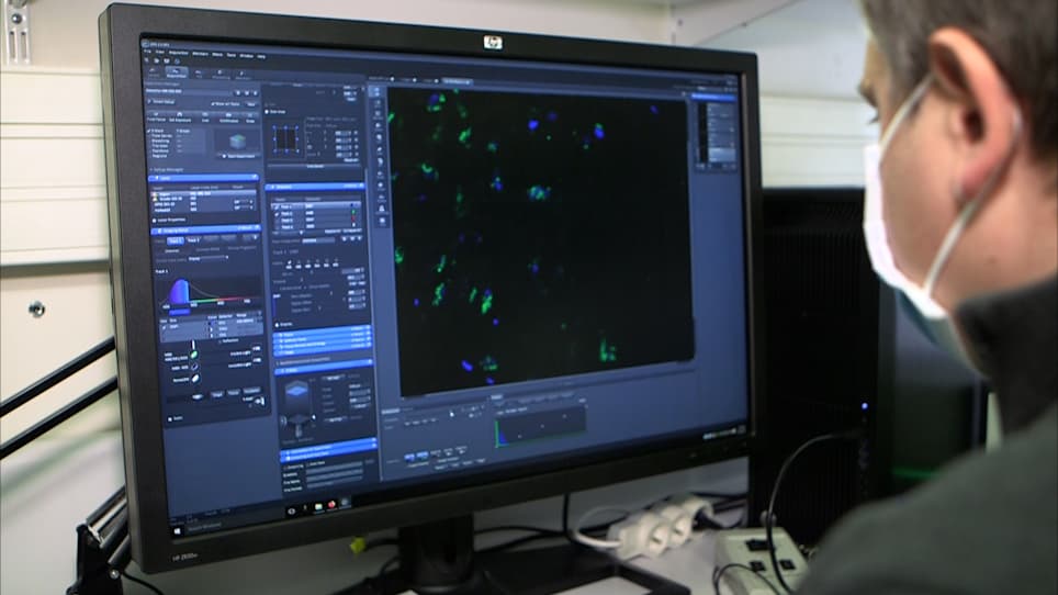 Immunostaining of Whole-Mount <em>Drosophila</em> Testes for 3D Confocal Analysis of Large Spermatocytes