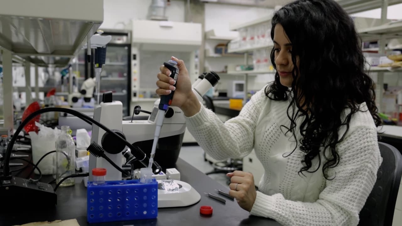 Dissection, Immunohistochemistry and Mounting of Larval and Adult <em>Drosophila</em> Brains for Optic Lobe Visualization