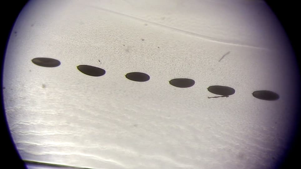 Imaging Intranuclear Actin Rods in Live Heat Stressed <em>Drosophila</em> Embryos