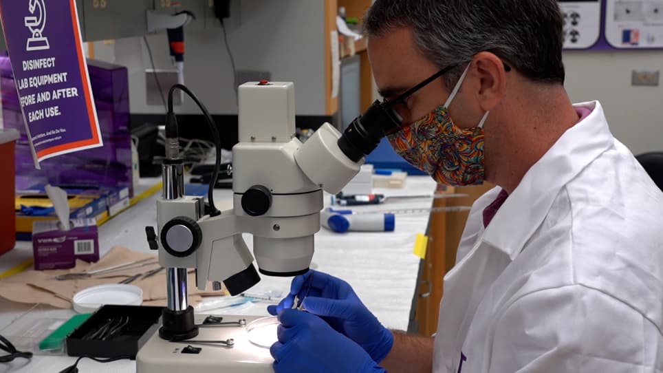Digestion of Whole Mouse Eyes for Multi-Parameter Flow Cytometric Analysis of Mononuclear Phagocytes