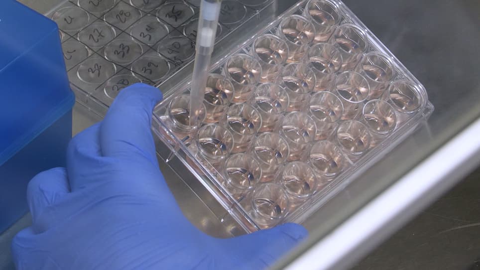 Live-Cell Forward Genetic Approach to Identify and Isolate Developmental Mutants in <em>Chlamydia trachomatis</em>