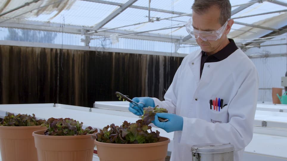Improved UPLC-UV Method for the Quantification of Vitamin C in Lettuce Varieties (<em>Lactuca sativa</em> L.) and Crop Wild Relatives (<em>Lactuca</em> spp.)