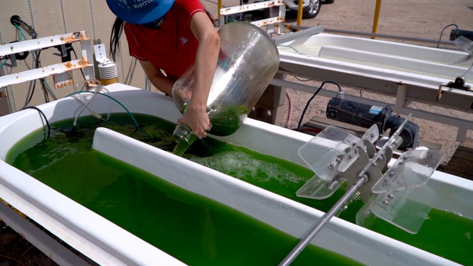 Coupling Carbon Capture from a Power Plant with Semi-automated Open Raceway Ponds for Microalgae Cultivation