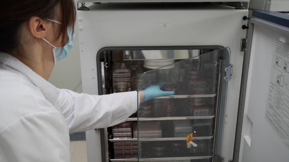 Isolation and Cultivation of Mandibular Bone Marrow Mesenchymal Stem Cells in Rats