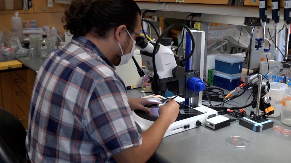 Drosophila Embryo Preparation and Microinjection for Live Cell Microscopy Performed using an Automated High Content Analyzer
